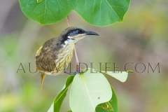 Varied Honeyeater (Lichenostomus versicolor)