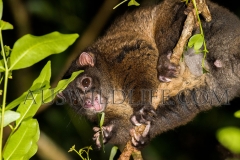 Lemuroid Ringtail Possum (Hemibelidus lemuroides)