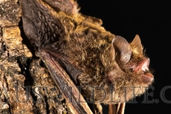 Golden-tipped Bat (Phoniscus papuensis)