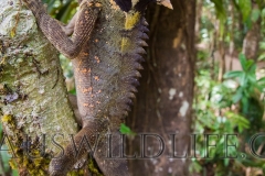 Boyd's Forest Dragon (Hypsilurus boydii)