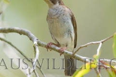 Brown-backed Honeyeater (Ramsayornis modestus)