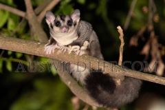 Sugar Glider (Petaurus breviceps)