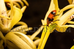 Dendrobium beetle (Stethopachys formosa)