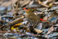 Red-eared Firetail Finch (Stagonopleura oculata)