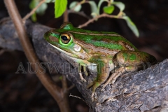 Motorbike Frog (Litoria moorei)