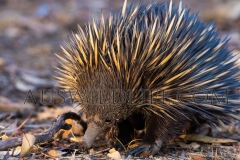 Echidna (Tachyglossus aculeatus)