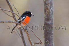 Scarlet Robin (Petroica boodang)