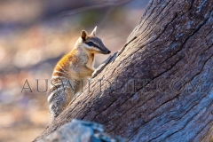 Numbat (Myrmecobius fasciatus)