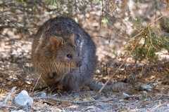 Quokka (Setonix brachyurus)