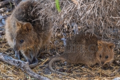 Quokka (Setonix brachyurus)