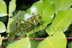 Spotted Katydid  (Ephippitytha trigintiduoguttata)