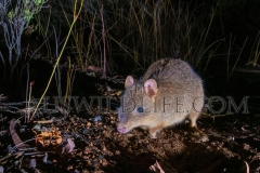 Woylie, Brush-tailed Bettong (Bettongia penicillata)