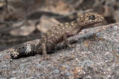 Granite Belt Thick-tailed Gecko (Uvidicolus sphyrurus)