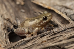 Bleating Tree Frog (Litoria dentata)