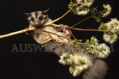 Krefft's Glider (Petarus notatus)