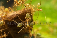 Green Tree Ants (Oecophylla smaragdina) defending their leaf nest, Daintree River, Wet Tropics World Heritage area, Queensland, Australia