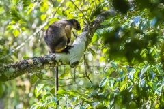 Lumholtz's Tree Kangaroo (Dendrolagus lumholtzi) feeding in rainforest trees, Mt Hipipamee National Park, Atherton Tablelenad, Wet Tropics World Heritage area, Queensland, Australia