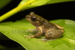 Common Mist Frog (Litoria rheocola), Wet Tropics World Heritage area, Queensland, Australia. IUCN Endangered.