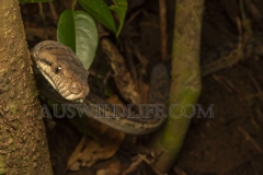 Scrub Python (Simalia kinghorni) hunting in lowland rainforest at night.  Innisfail area. Wet Tropics World Heritage area, Queensland, Australia