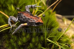 Magnificent Brood Frog (Pseudophryne covacevichae). Ravenshoe, Queensland. Wet Tropics World Heritage area, Queensland, Australia