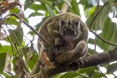 Green Ringtail Possum (Pseudochirops archeri) sleeping during the day on tree branch in rainforest, and waking up to groom. Atherton Tablelenad, Wet Tropics World Heritage area, Queensland, Australia