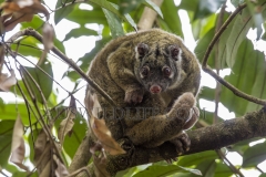 Green Ringtail Possum (Pseudochirops archeri) sleeping during the day on tree branch in rainforest, and waking up to groom. Atherton Tablelenad, Wet Tropics World Heritage area, Queensland, Australia