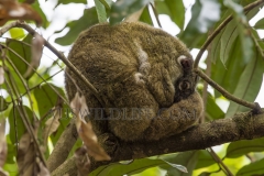 Green Ringtail Possum (Pseudochirops archeri) sleeping during the day on tree branch in rainforest, and waking up to groom. Atherton Tablelenad, Wet Tropics World Heritage area, Queensland, Australia
