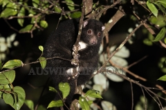 Herbert River Ringtail (Pseudochirulus herbertensis) at night in rainforest. Atherton Tableland, Wet Tropics World Heritage area, Queensland, Australia