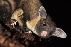 Yellow-bellied Glider (Petaurus australis) unnamed subspecies found on the Atherton Tableland, Wet Tropics World Heritage area, Queensland, Australia. Vulnerable.
