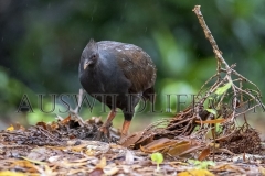 Atherton Tablelenad, Wet Tropics World Heritage area, Queensland, Australia