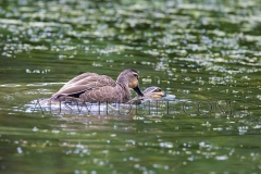 Pacific Black Duck (Anas superciliosa) pair mating. Atherton Tableland, Wet Tropics World Heritage area, Queensland, Australia