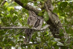 Papuam Frogmouths (Podargus papuensis) camoflaged resting during the day. Daintree River, Wet Tropics World Heritage area, Queensland, Australia