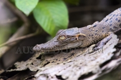 Estuarine Crocodile (Crocodylus porosus) World's most dangerous crocodile species. Daintree River, Wet Tropics World Heritage area, Queensland, Australia. Juvenile animal resting on log.