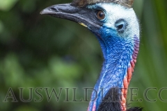 Southern Cassowary (Casuarius casuarius), Etty Bay, tropical lowland rainforest Queensland, Australia