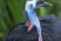 Southern Cassowary (Casuarius casuarius), Etty Bay, tropical lowland rainforest Queensland, Australia