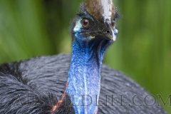 Southern Cassowary (Casuarius casuarius), Etty Bay, tropical lowland rainforest Queensland, Australia
