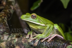 White-lipped Green Tree Frog (Litoria infrafrenata) Etty Bay, Wet Tropics World Heritage area, Queensland, Australia