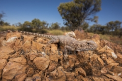Ring-tailed Dragon  (Ctenophorus caudicinctus) in hot, rocky habitat in spinifex grassland.  Lark Quarry Queensland  Australia