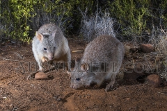 Rufous Bettong  (Aepyprymnus rufescens) active at night in dry woodland.  Porcupine Gorge NP Queensland  Australia