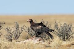 Wedge-tailed Eagle   (Aquilla audax) on dead kangaroo in open mitchellgrass glassland.  Stonehenge Queensland  Australia