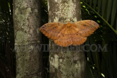 Emperor Moth. Family: Saturniidae.   (Neodiphthera excavus)   Townsville, Queensland  Australia.  Cons. Status:  nil