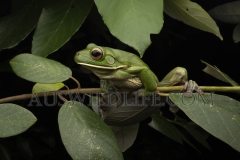 White-lipped Tree Frog   (Litoria infrafrenata) Hunting at night  Kurramine Beach, south of Innisfail, Queensland  Australia.  Cons. Status:  nil