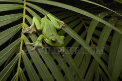 White-lipped Tree Frog   (Litoria infrafrenata) Hunting at night  Kurramine Beach, south of Innisfail, Queensland  Australia.  Cons. Status:  nil