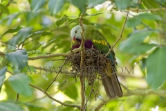 Wompoo Pigeon  (Ptilinopus magnificus) Sitting on nest, Wet Tropics Rainforest  Malanda, Queensland  Australia.  Cons. Status:  nil