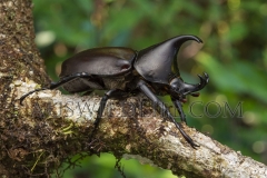 Rhinoceros Beetle  (Xylotrupes gideon)   Mt Lewis National Park, Queensland  Australia.  Cons. Status:  nil