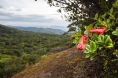 View across rainforest valley, Mt Lewis National Park. Foreground: Rhododendron lochiae flowering.  (Wet Tropics World Heritage)   , Queensland  Australia.  Cons. Status:  nil