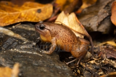 Fry's Frog