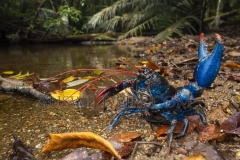 Mount Lewis spiny crayfish   (Euastacus fleckeri) Found in mountain streams on Mt Lewis above 1000m.   Mt. Lewis, North Queensland, World Heritage Rainforest, Wet Tropics , Queensland  Australia.  Cons. Status:  nil