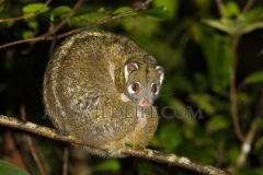 Green Ringtail Possum  (Pseudochirops archeri) in rainforest tree at night.   Beatrice River near Millaa Millaa, Queensland  Australia.  Cons. Status:  nil