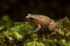 Robust Whistling Frog  (Austrochaperina robusta)   Beatrice River, Wet Tropics World Heritage area., Queensland   Australia.  Cons. Status:  nil
